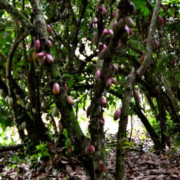 72yr old tree Balao, Ecuador