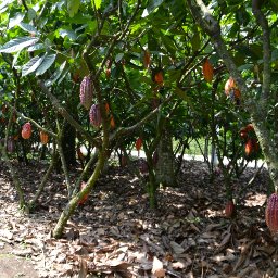 very healthy trees in Manizales Colombia