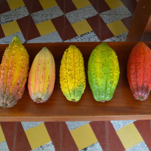 Cacao of Colombia