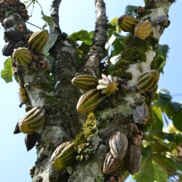 theobroma x pods in colombia