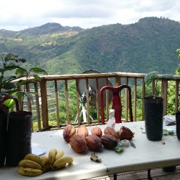 Puerto Rico Cacao