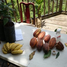 Puerto Rico Cacao