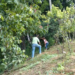 Puerto Rico Cacao