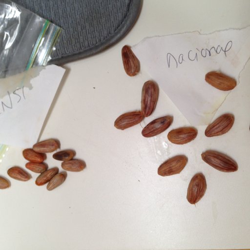 ccn51 and nacional beans for planting