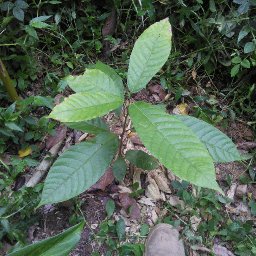 Puerto Rico Cacao