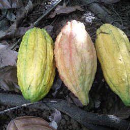 Puerto Rico Cacao