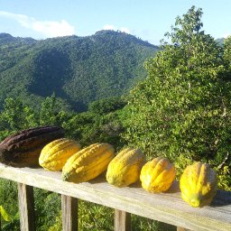 Puerto Rico Cacao