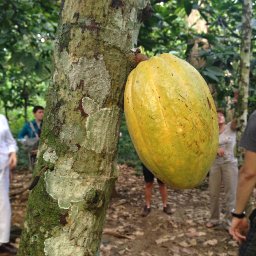 Paria cacao- Venezuela