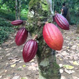 Paria cacao - Venezuela