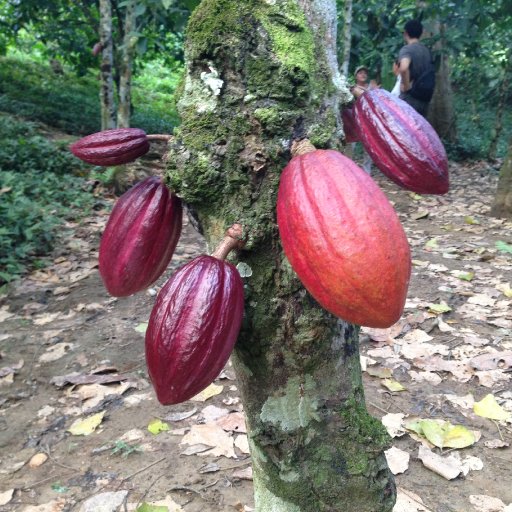Paria cacao - Venezuela