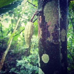 Puerto Rico Cacao