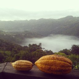 Puerto Rico Cacao