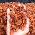 Sundried Talamanca Organica Cacao