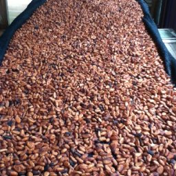 2014 Beauteous Cacao Beans