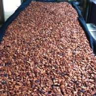2014 Beauteous Cacao Beans