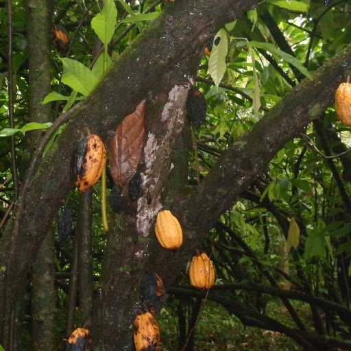 Very 1st photo of wild cacao pods  from North part of Brazil !!!!